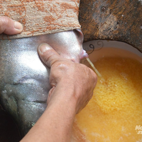 Độc Đáo Nghề " Vuốt Bụng Cá - Nhân Mầm Sống" Ở Các Vùng Nuôi Sản Xuất Cá Thát Lát Cườm Giống Tại Tỉnh Hậu Giang